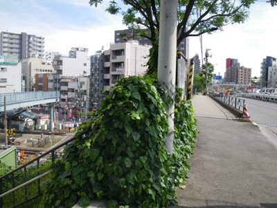山手通り 代々木八幡駅の跨線橋
